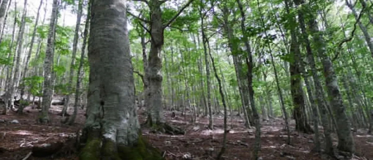 Le antiche faggete di Aspromonte e Pollino proclamate patrimonio dell’umanità Unesco