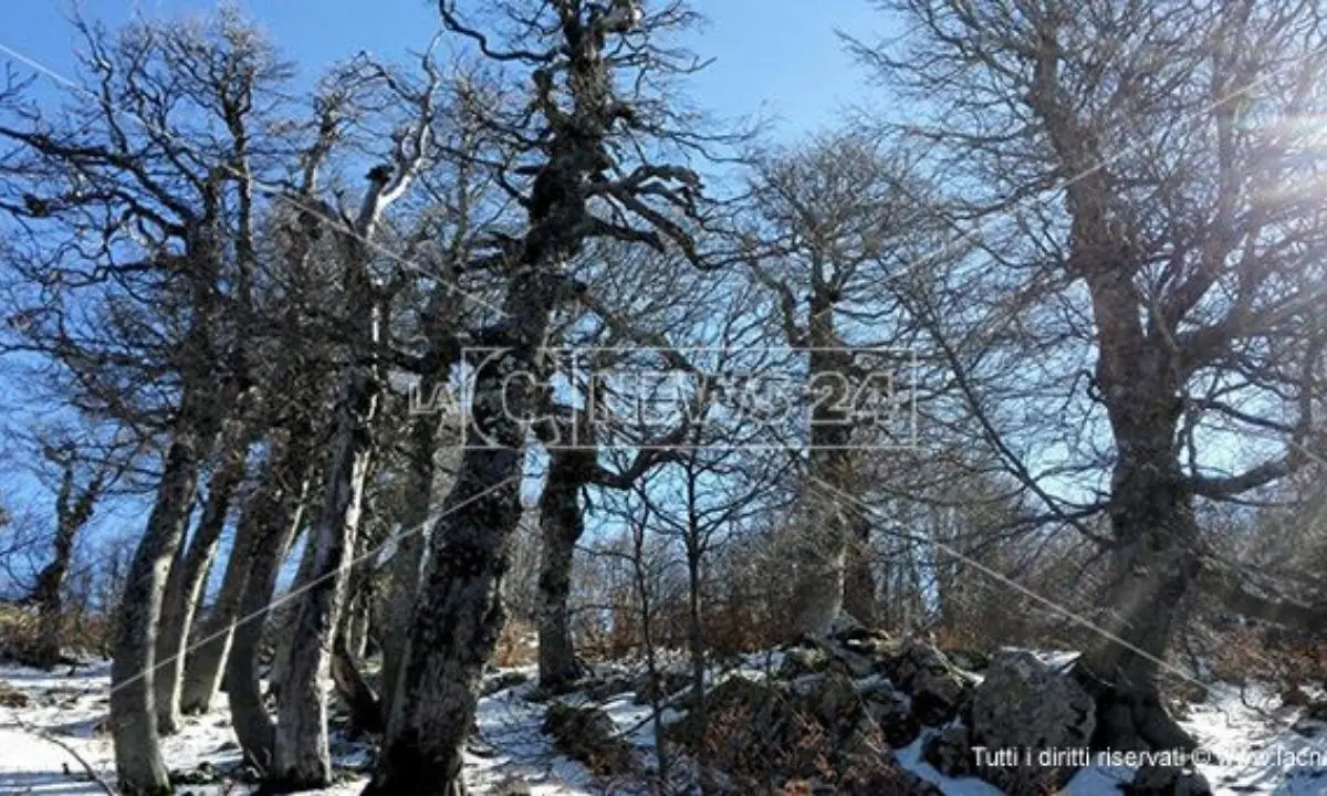 La faggeta di Pollinello nel patrimonio Unesco: «Momento magico per il parco del Pollino»