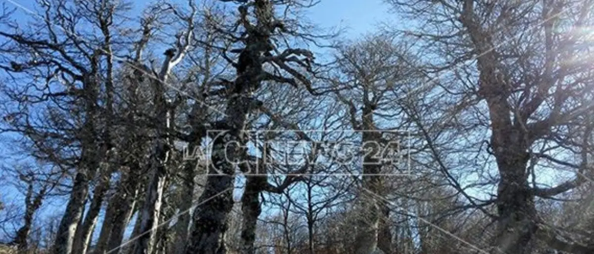 La faggeta di Pollinello nel patrimonio Unesco: «Momento magico per il parco del Pollino»