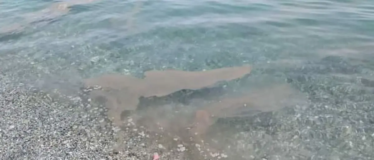 Tra mare sporco, depuratori non funzionanti e cattivi odori: per Catanzaro Lido non c’è pace