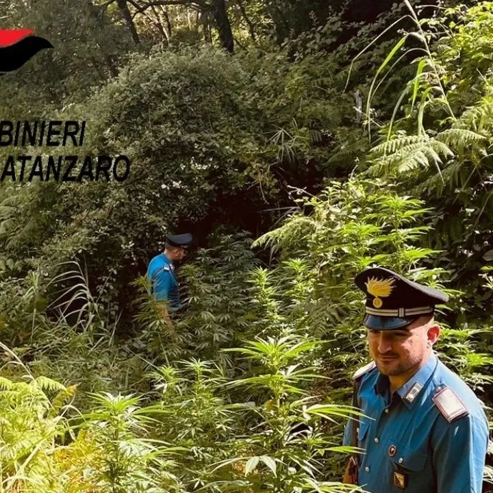Sequestrate circa 100 piante di marijuana indica nel Catanzarese