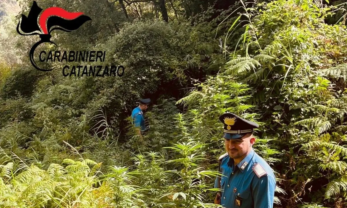 Sequestrate circa 100 piante di marijuana indica nel Catanzarese