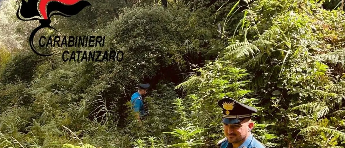 Sequestrate circa 100 piante di marijuana indica nel Catanzarese