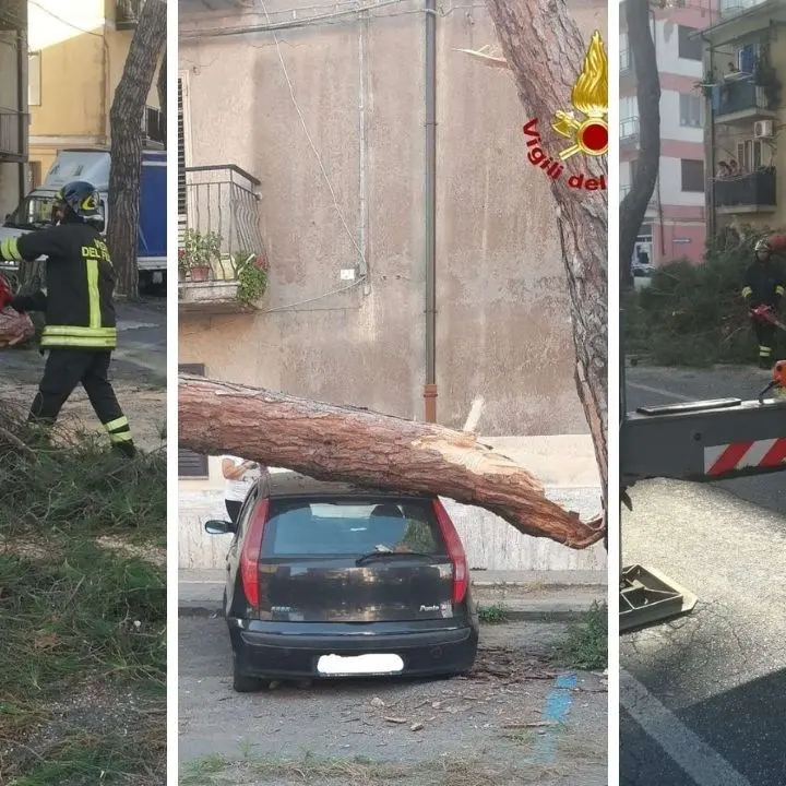 Vibo Valentia, albero cade su un'auto in sosta: tragedia sfiorata