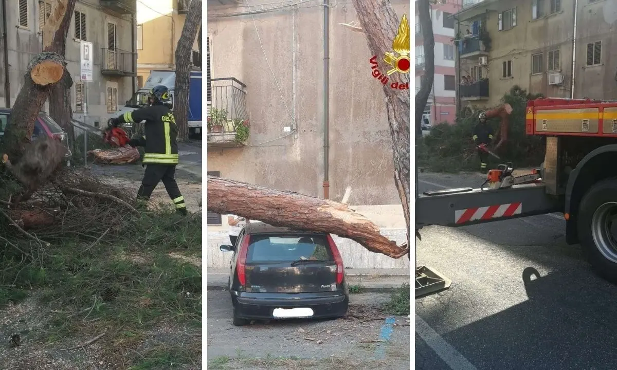 Vibo Valentia, albero cade su un'auto in sosta: tragedia sfiorata