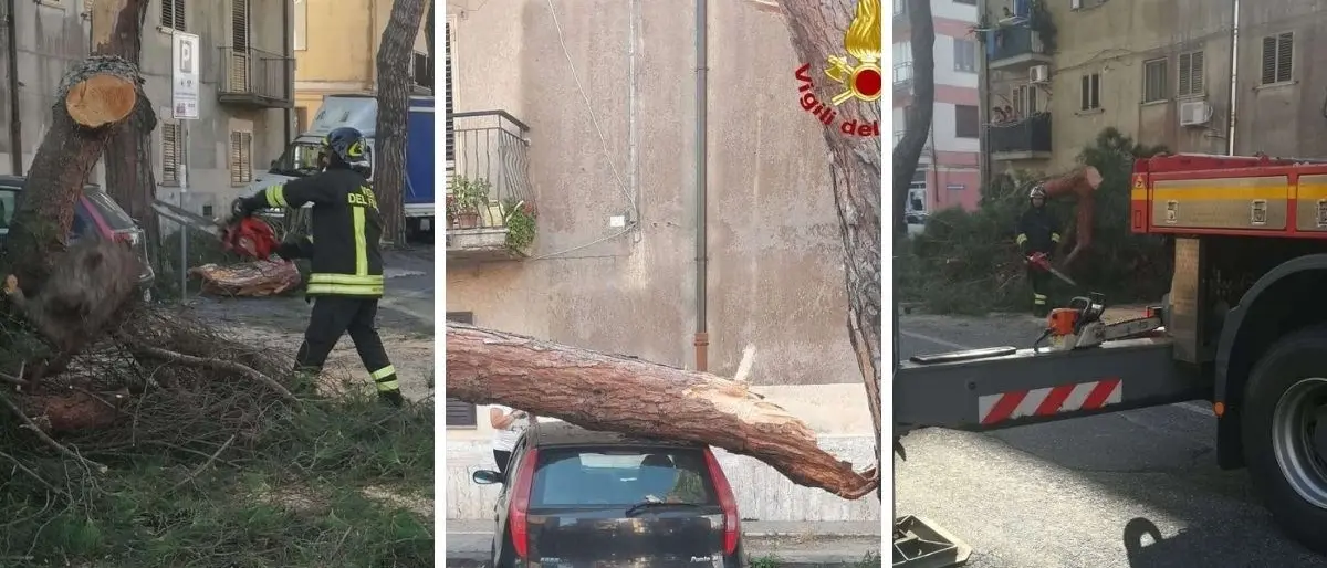 Vibo Valentia, albero cade su un'auto in sosta: tragedia sfiorata