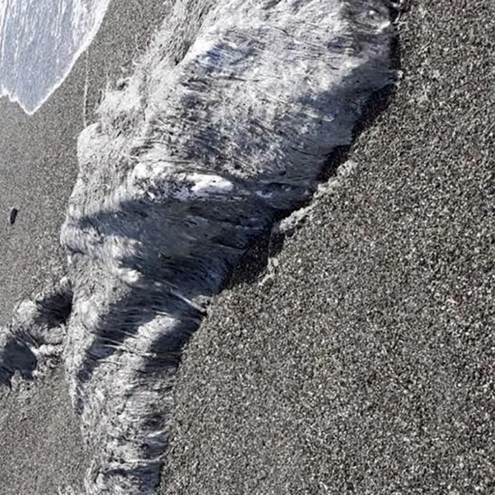 Lamezia, carcassa in decomposizione sulla spiaggia. Legambiente: «Il Comune intervenga»