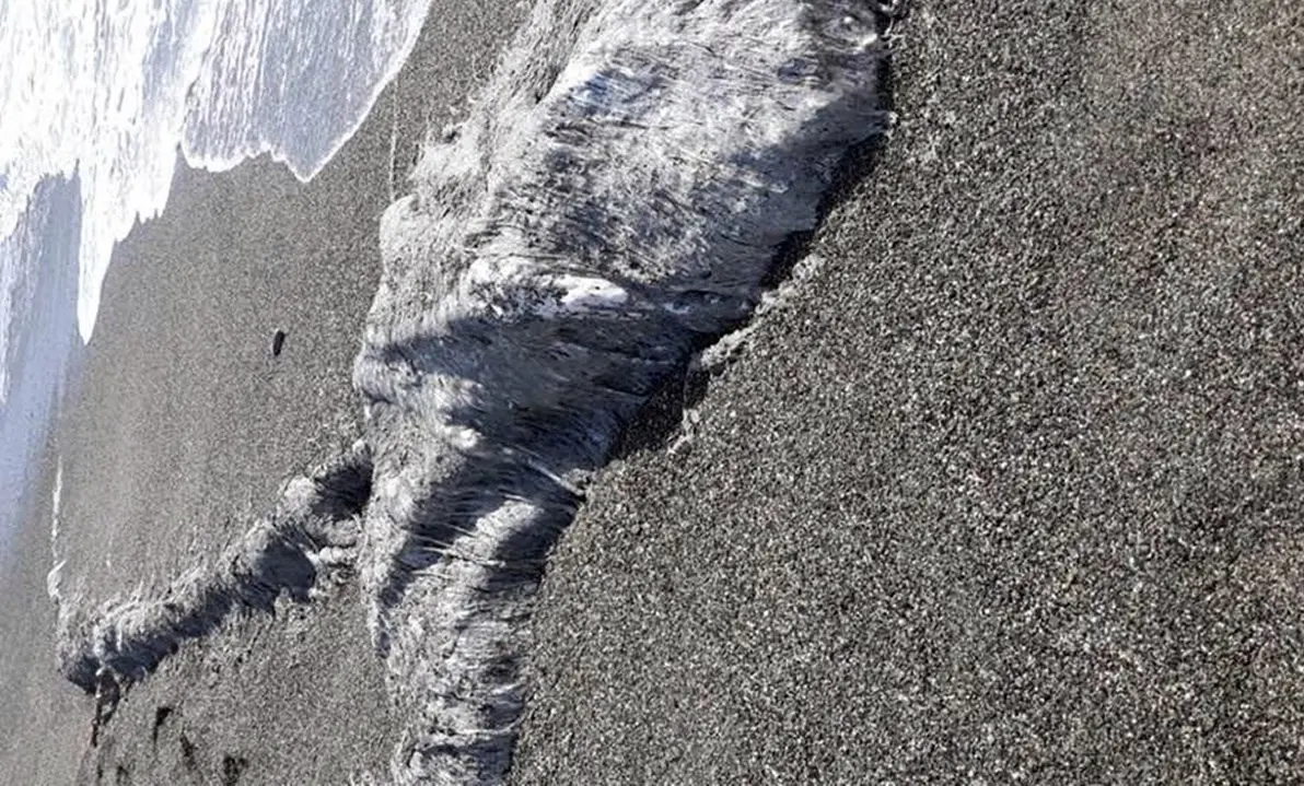 Lamezia, carcassa in decomposizione sulla spiaggia. Legambiente: «Il Comune intervenga»