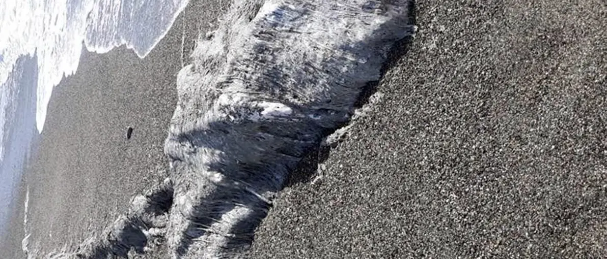 Lamezia, carcassa in decomposizione sulla spiaggia. Legambiente: «Il Comune intervenga»