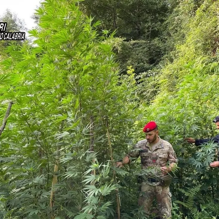 Locride, vasta piantagione di marijuana scoperta dai carabinieri: piante alte fino a 4 metri