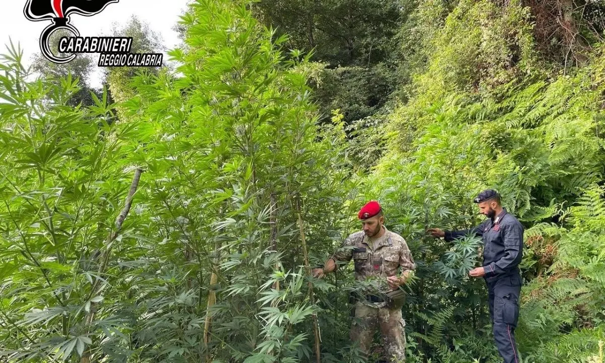 Locride, vasta piantagione di marijuana scoperta dai carabinieri: piante alte fino a 4 metri