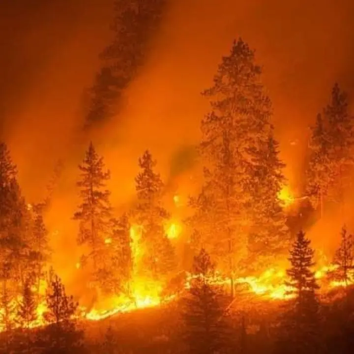 Incendi Calabria, è emergenza: Draghi firma Dpcm per la mobilitazione della Protezione civile