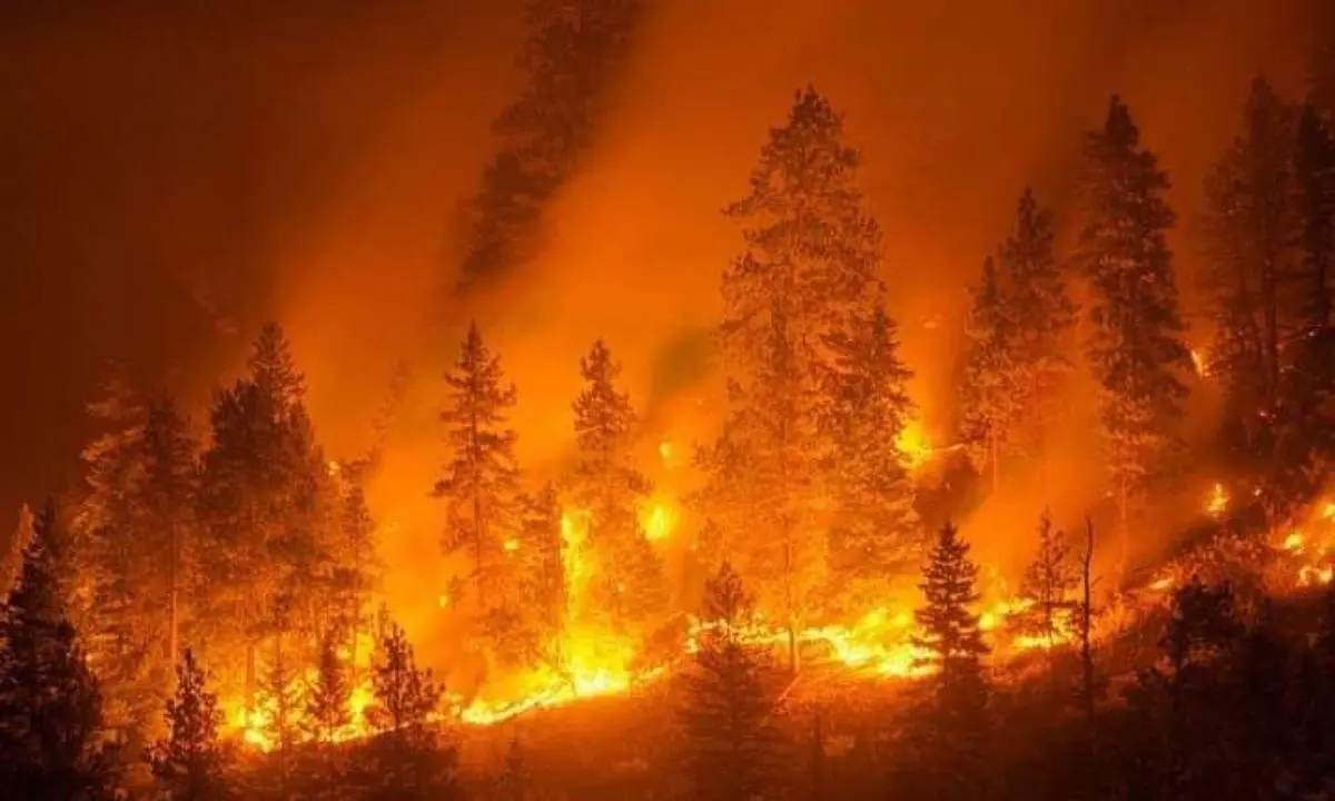 Incendi Calabria, è emergenza: Draghi firma Dpcm per la mobilitazione della Protezione civile