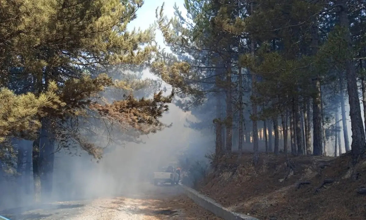 Incendi in Aspromonte, il fuoco minaccia le Foreste vetuste patrimonio Unesco