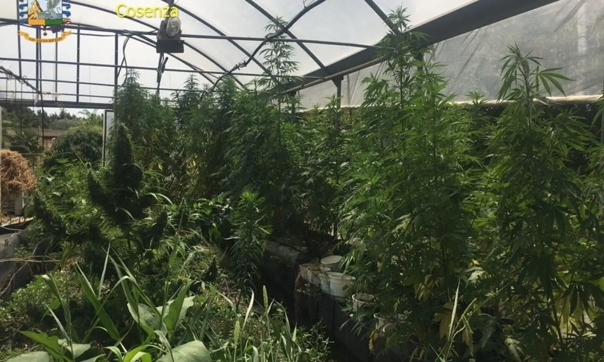 Sequestrati 800 chili di marijuana, la finanza di Cosenza arresta un barese in trasferta in Calabria