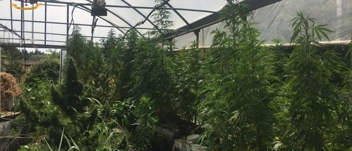 Sequestrati 800 chili di marijuana, la finanza di Cosenza arresta un barese in trasferta in Calabria