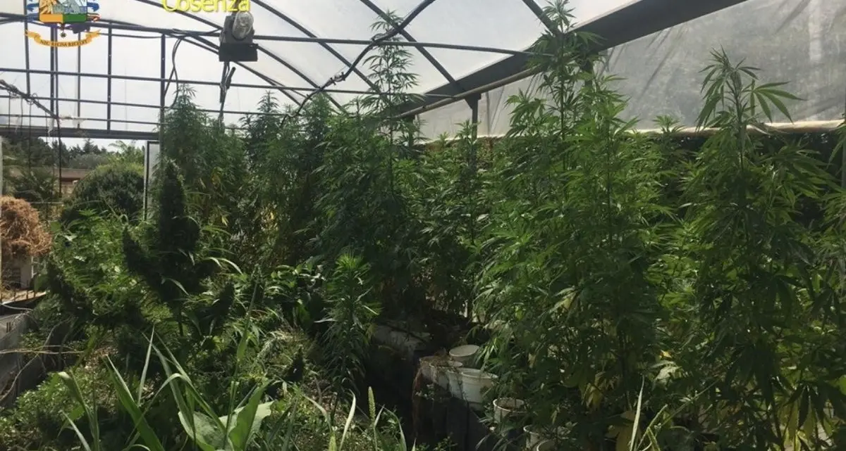 Droga a Castrolibero,\u00A0marijuana e serra in cantina: scatta l’obbligo di firma\n