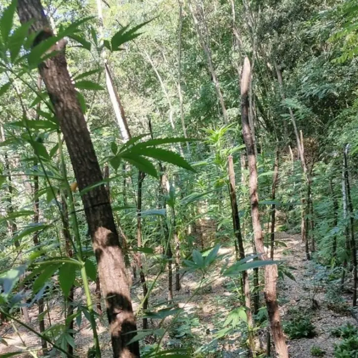 Mongiana, scoperta una piantagione di marijuana nel bosco