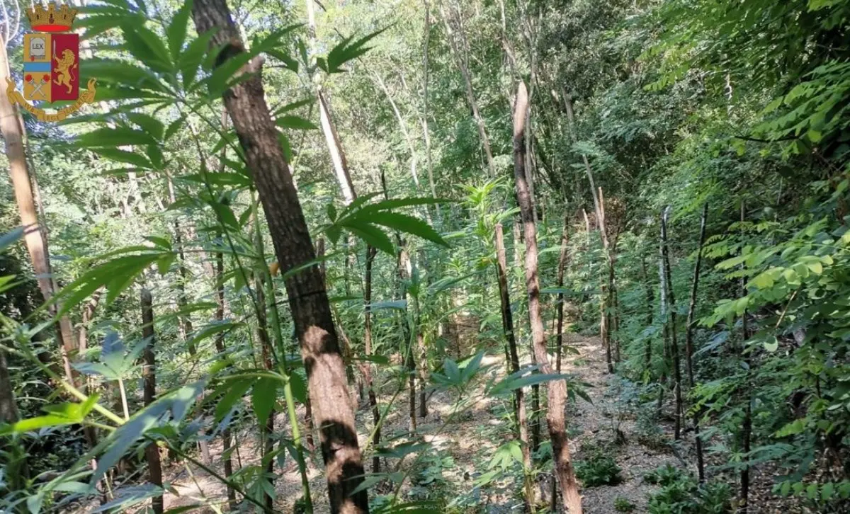 Mongiana, scoperta una piantagione di marijuana nel bosco