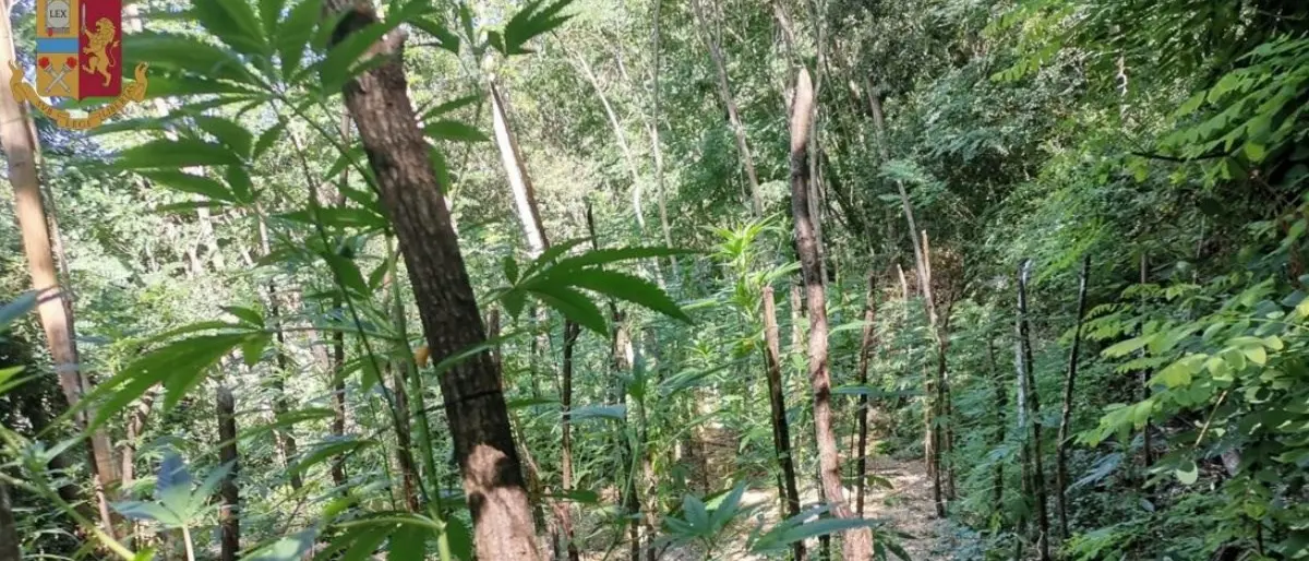 Mongiana, scoperta una piantagione di marijuana nel bosco