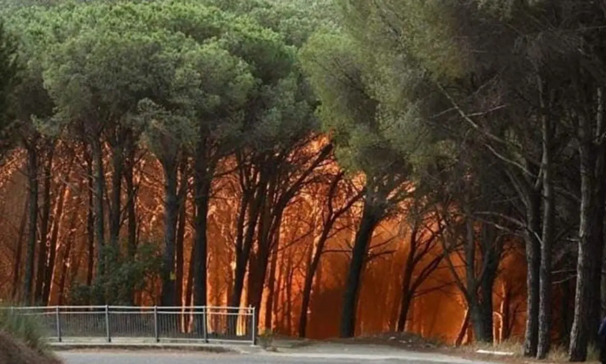 Incendi, a Catanzaro le fiamme divorano la pineta di Siano: evacuate 30 persone