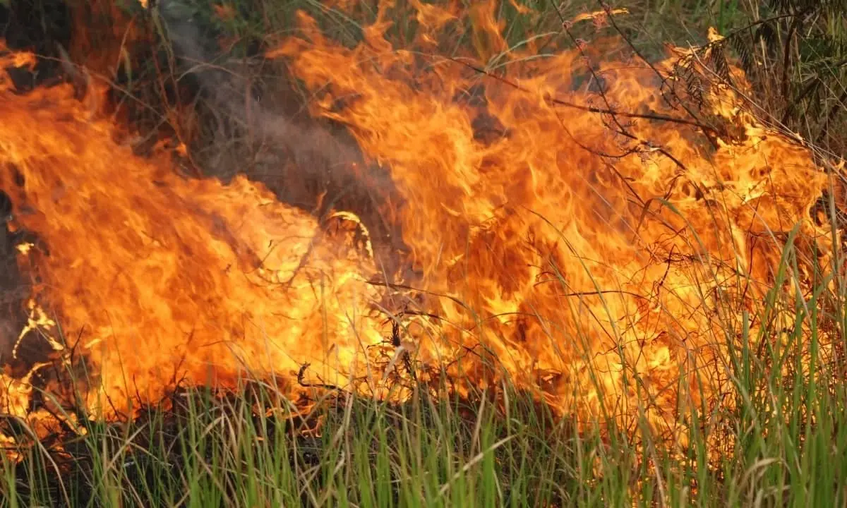 Brucia le sterpaglie ma provoca un incendio nell’uliveto: denunciato un uomo nel Cosentino