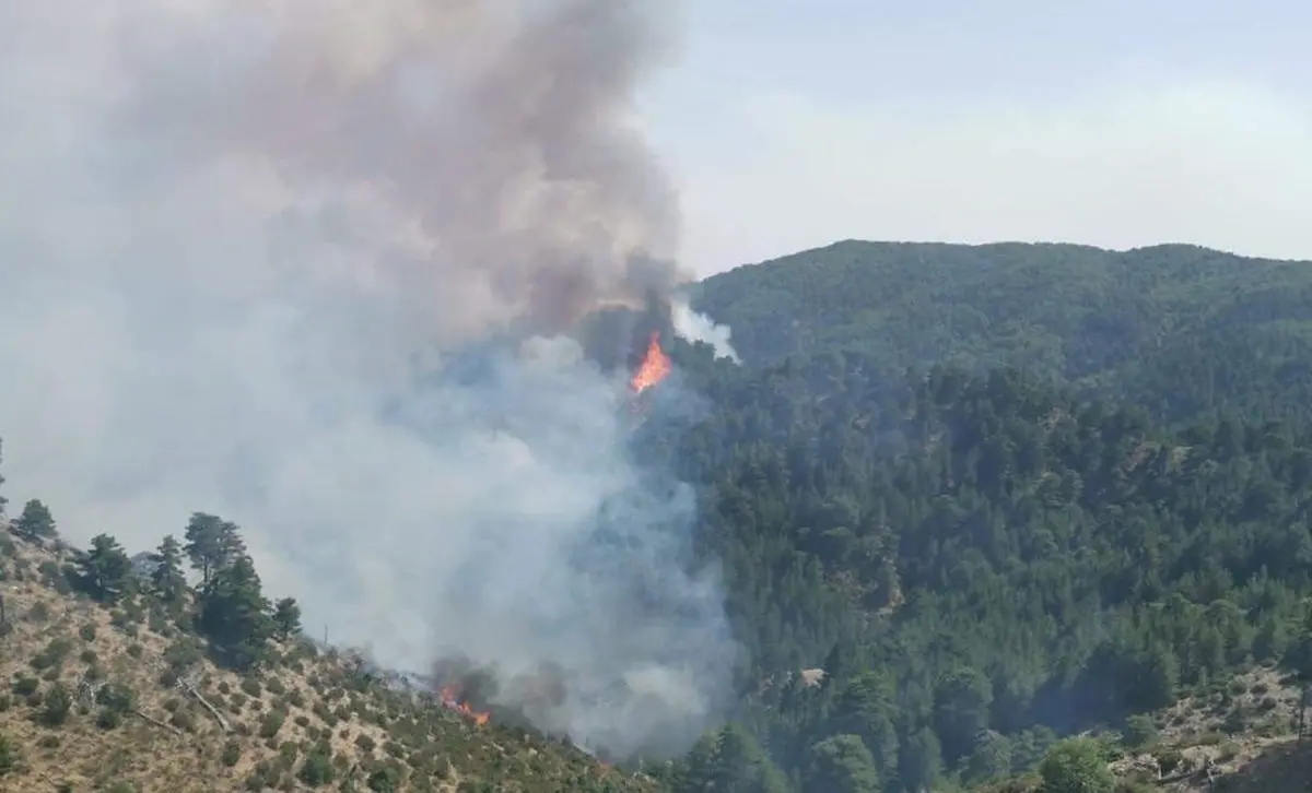 Incendio Aspromonte, le faggete patrimonio Unesco resistono ma la minaccia non è superata