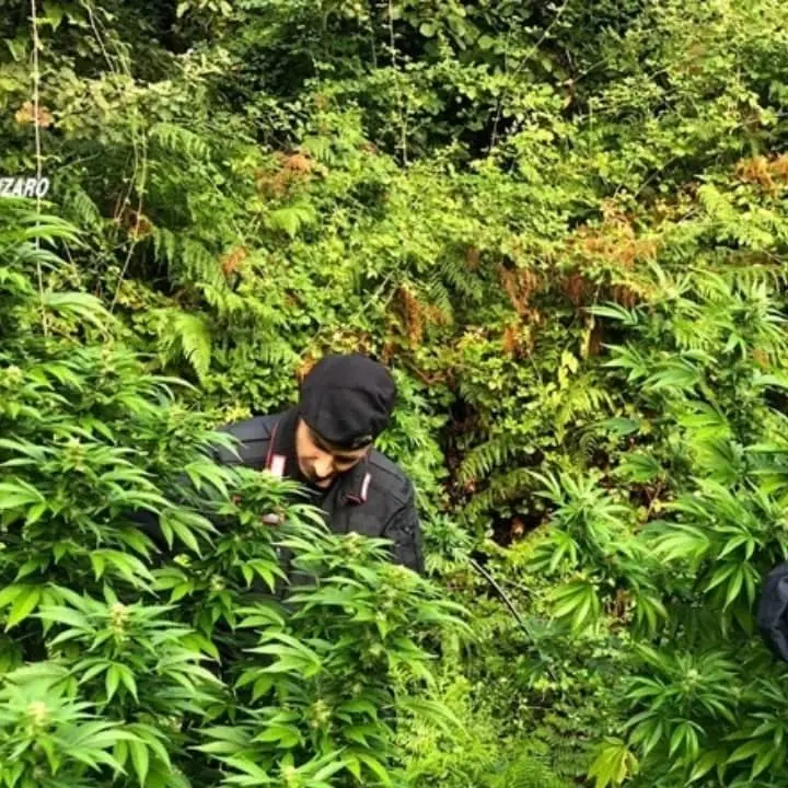 Oltre 250 piante di marijuana scoperte e sequestrate nei boschi del Lametino