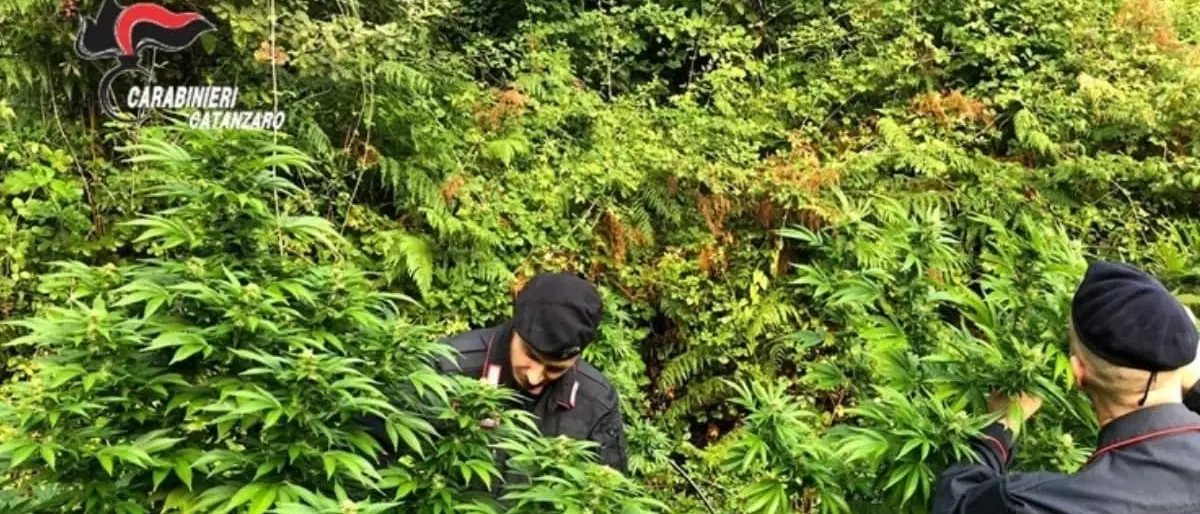 Oltre 250 piante di marijuana scoperte e sequestrate nei boschi del Lametino