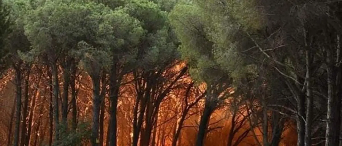 Incendi, il Movimento 24 Agosto: «Mentre la Calabria brucia, Occhiuto e Salvini fanno passerella»