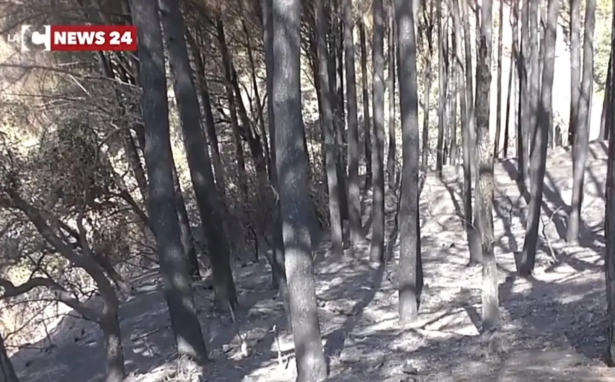 La pineta di Siano a Catanzaro pronta a riaprire i cancelli, Serò:\u00A0«Entro l’estate tornerà al suo antico splendore»\n