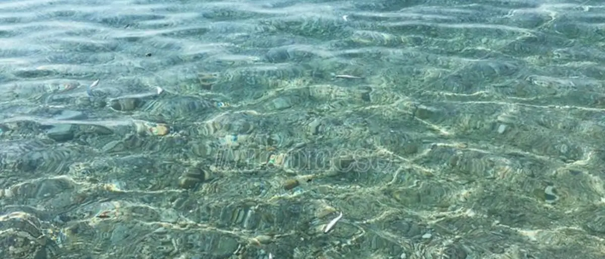 Moria di pesci nel Vibonese, Paolillo (Wwf): «Il caldo non c’entra, bisogna indagare»