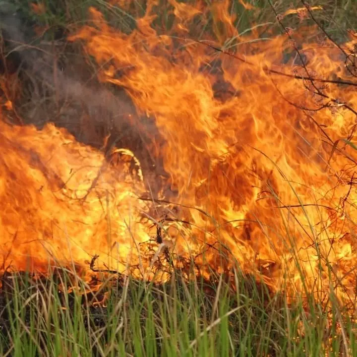 Incendi, il Codacons: «La Regione dica se ha messo in atto tutte le misure previste dalla legge»
