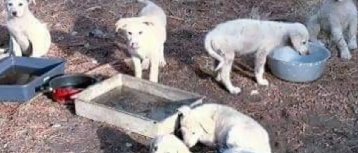 Catanzaro, spento l’incendio resta il dramma dei randagi della pineta