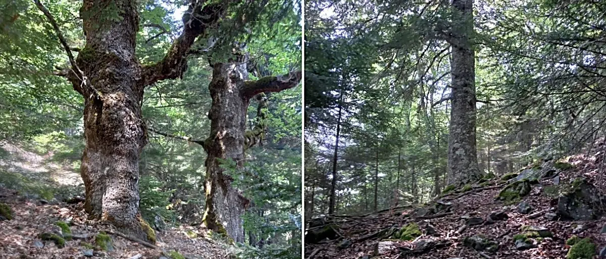 Incendi in Aspromonte, domate le fiamme nella Valle Infernale: «Salva l’antica faggeta»