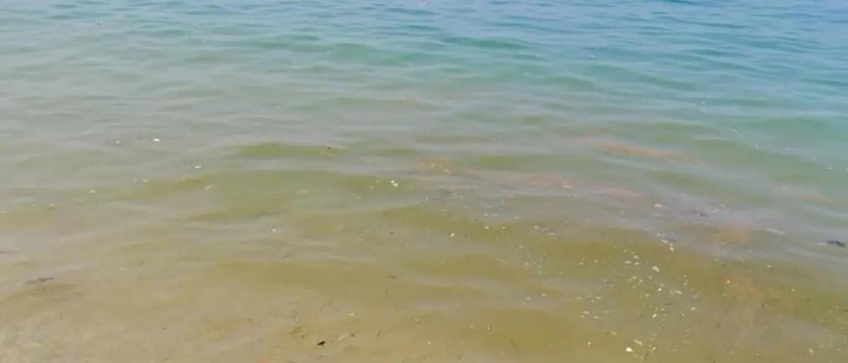 Vibo Valentia, mare sporco e acque verdastre: la rabbia dei bagnanti corre sul web