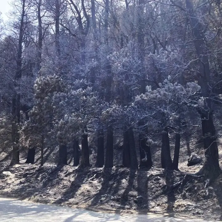 Il triste Ferragosto dell’Aspromonte: dopo gli incendi solo paesaggi lunari e odore acre di fumo