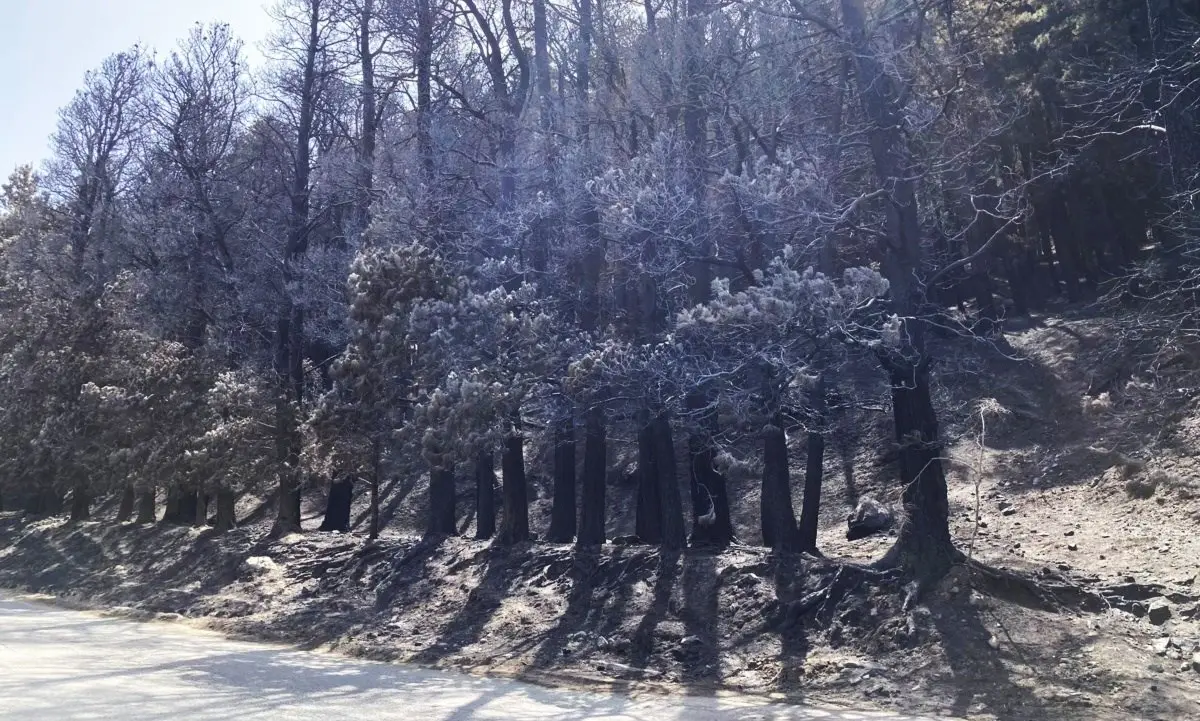 Il triste Ferragosto dell’Aspromonte: dopo gli incendi solo paesaggi lunari e odore acre di fumo