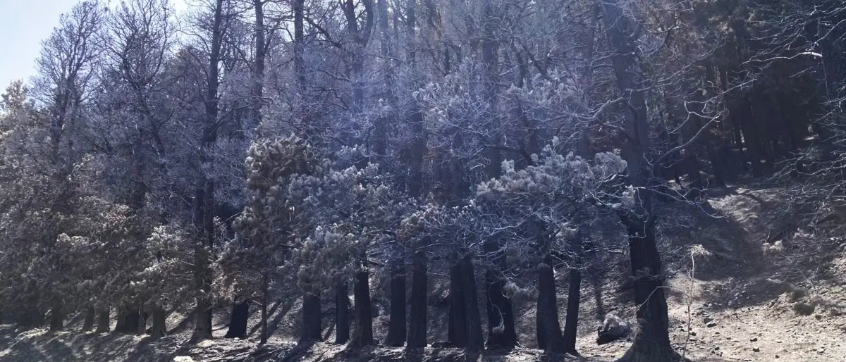 Il triste Ferragosto dell’Aspromonte: dopo gli incendi solo paesaggi lunari e odore acre di fumo