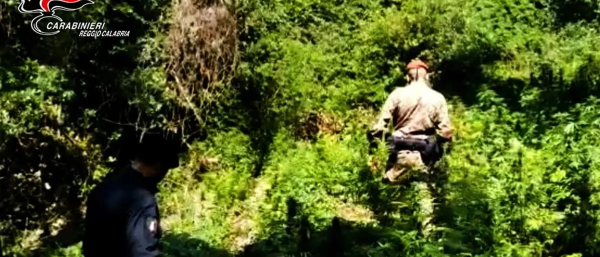 Cinquefrondi, scoperta e sequestrata una piantagione di canapa indiana