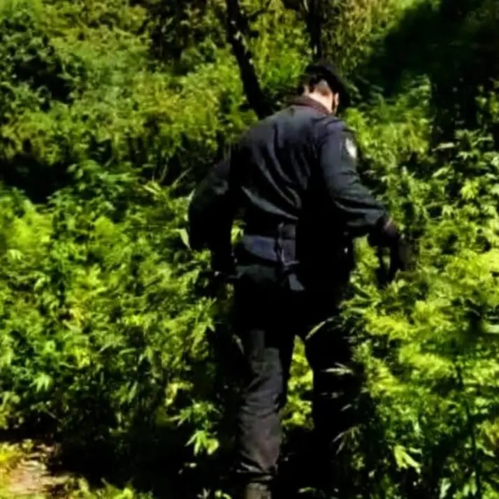 Coltivano marijuana nel parco Aspromonte: arrestati zio e nipote