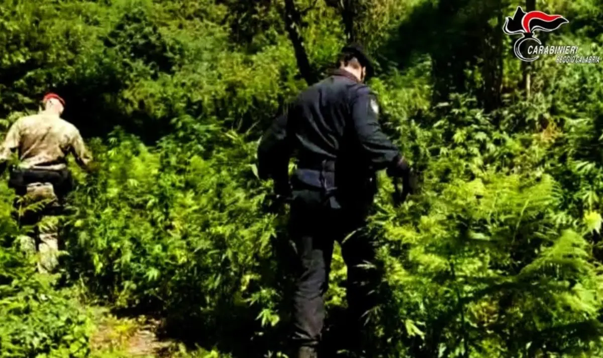 Coltivano marijuana nel parco Aspromonte: arrestati zio e nipote