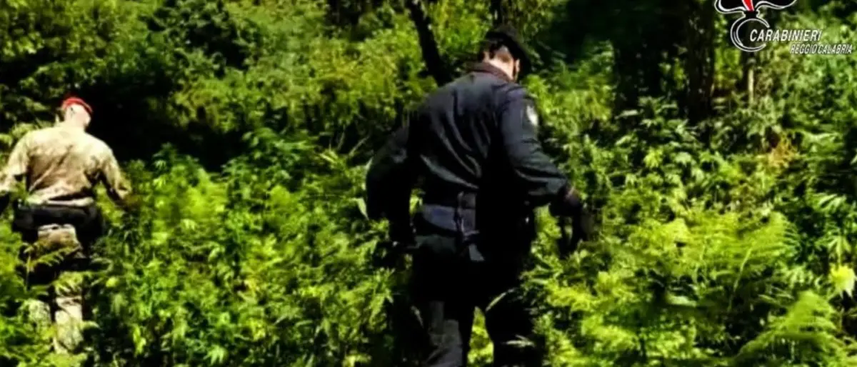 Coltivano marijuana nel parco Aspromonte: arrestati zio e nipote