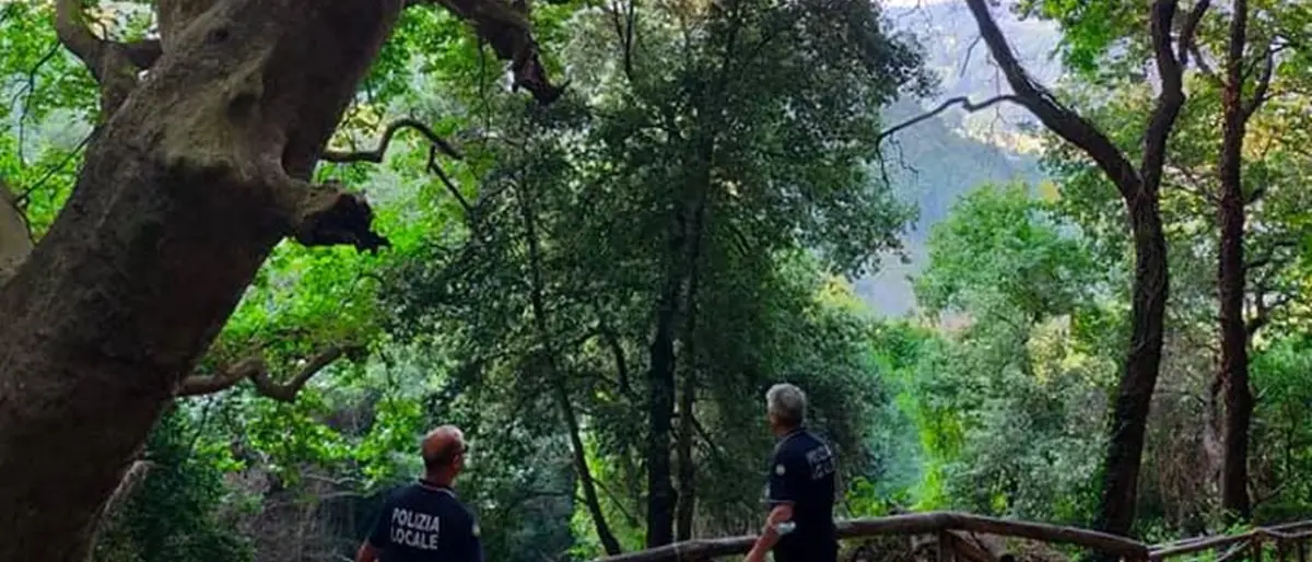 Curinga, il platano millenario perde rami: i cittadini chiedono la messa in sicurezza