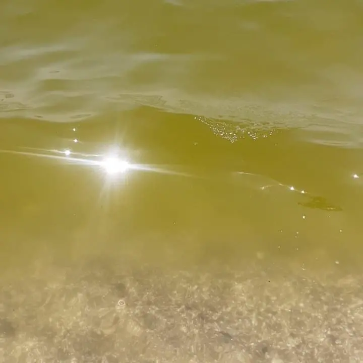 Anche Curinga mare verde e melmoso. Bagnanti sul piede di guerra