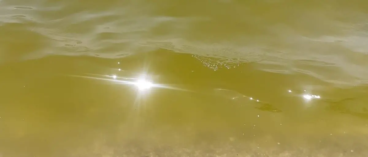 Anche Curinga mare verde e melmoso. Bagnanti sul piede di guerra