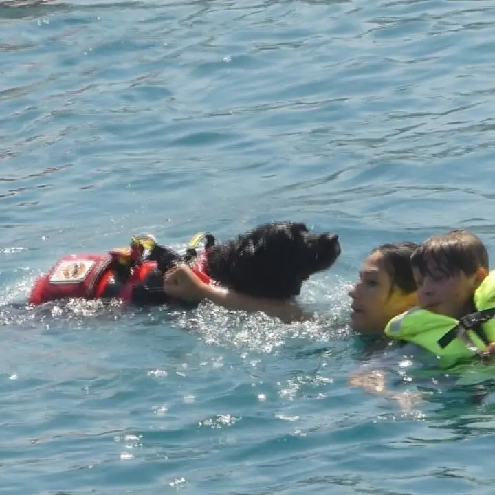 Gli eroi a quattro zampe protagonisti nelle acque di Vibo Marina