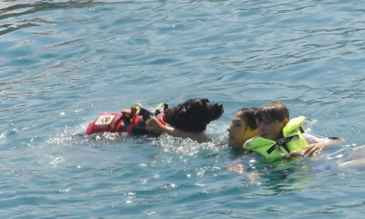 Gli eroi a quattro zampe protagonisti nelle acque di Vibo Marina