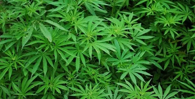 Sorpreso ad annaffiare marijuana, arrestato dipendente comunale del Crotonese