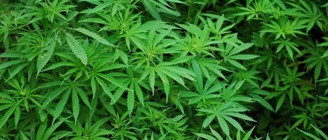 Sorpreso ad annaffiare marijuana, arrestato dipendente comunale del Crotonese